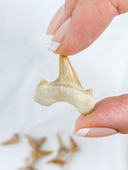 Fossil Shark Tooth Ethically Sourced Specimen