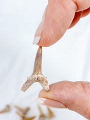 Fossil Shark Tooth Ethically Sourced Specimen