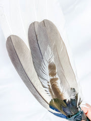 Ceremonial Feather Fan