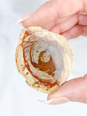 Agate ThunderEgg 66g