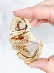 Agate ThunderEgg 51g
