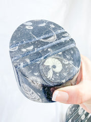 Orthoceras and Ammonite Business Card Holder 987g