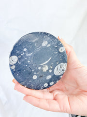Orthoceras and Ammonite Business Card Holder 987g