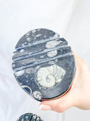 Orthoceras and Ammonite Business Card Holder 987g