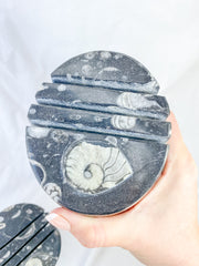 Orthoceras and Ammonite Business Card Holder 987g
