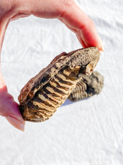 Trilobites Fossil