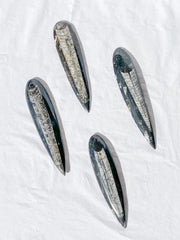 Orthoceras Fossil | Large