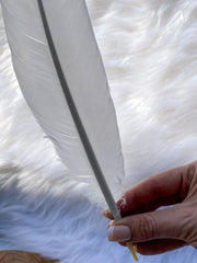 White Peacock Cleansing Feather Ethically Sourced