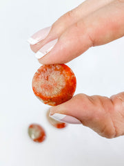 Red Coral | Mini