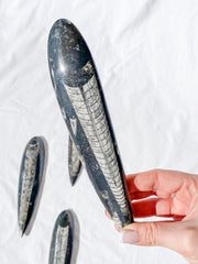 Orthoceras Fossil | Large