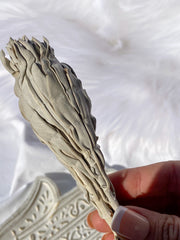 White GrandFather Sage | Small