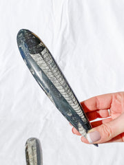 Orthoceras Fossil | Large