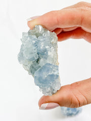 Harmony Duo: Celestite + Glass Apophyllite | Medium