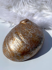 Abalone Shell Natural with Painted Back | Large