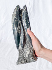 Orthoceras Tower 2.7kg
