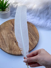 White Peacock Cleansing Feather Ethically Sourced