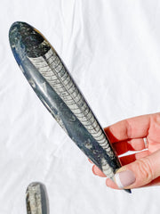 Orthoceras Fossil | Large