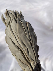 White GrandFather Sage | Small