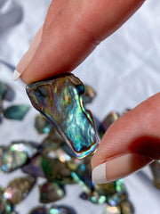 Paua Shell Small