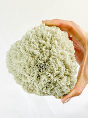 Scolecite with Apophyllite Cluster with Inclusions 852g