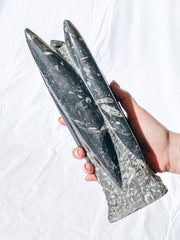 Orthoceras Tower 2.7kg