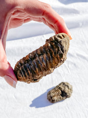 Trilobites Fossil