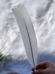 White Peacock Cleansing Feather Ethically Sourced