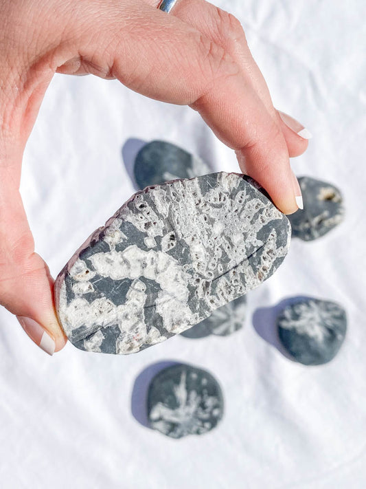 Chrysanthemum Natural Stone | Medium