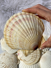 Mermaid Shell Plate | Medium