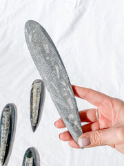Orthoceras Fossil | Large