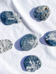 Chrysanthemum Natural Stone | Medium