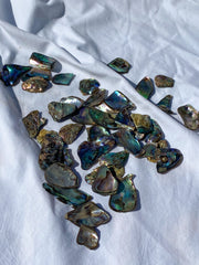 Paua Shell Small