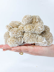 Desert Rose Selenite Cluster Statement Piece 957g