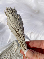 White GrandFather Sage | Small