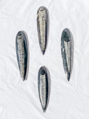 Orthoceras Fossil | Large