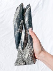 Orthoceras Tower 2.7kg
