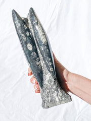 Orthoceras Tower 2.7kg