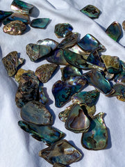 Paua Shell Small