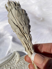 White GrandFather Sage | Small