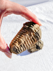 Trilobites Fossil