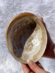 Abalone Shell Natural with Painted Back | Large