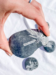 Chrysanthemum Natural Stone | Medium
