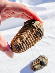 Trilobites Fossil