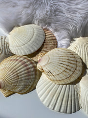 Mermaid Shell Plate | Medium