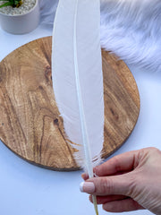 White Peacock Cleansing Feather Ethically Sourced