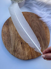 White Peacock Cleansing Feather Ethically Sourced
