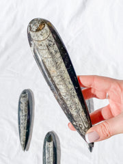 Orthoceras Fossil | Large