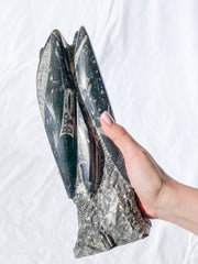 Orthoceras Tower 2.7kg