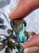 Paua Shell Small