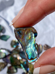 Paua Shell Small